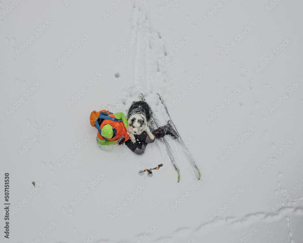 aussie ski skitour mountains wild wildlife dog dogs dodlover - obrazy, fototapety, plakaty 