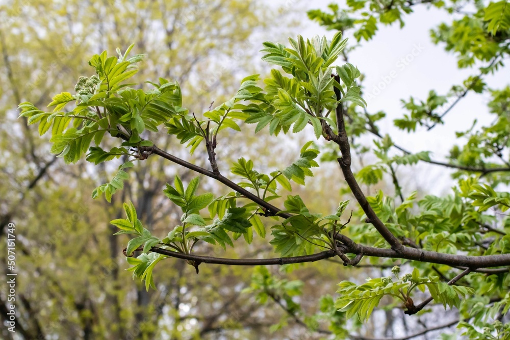A tree branch with green leaves in close-up against the background of other trees. A tree branch with green leaves in close-up against the background of other trees.