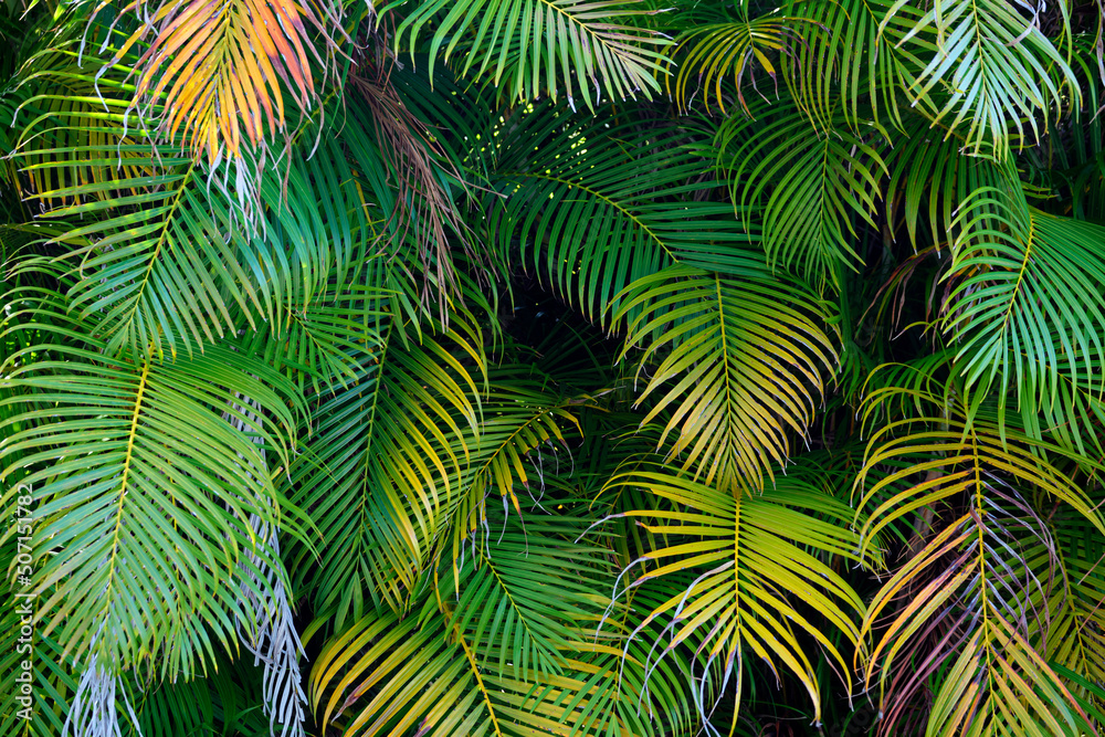 Beautiful green palm tree foliage in tropical forest. Summer rainforest background