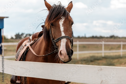 Portrait of a brown horse with a white spot on face standing next to wooden fence and looking into camera