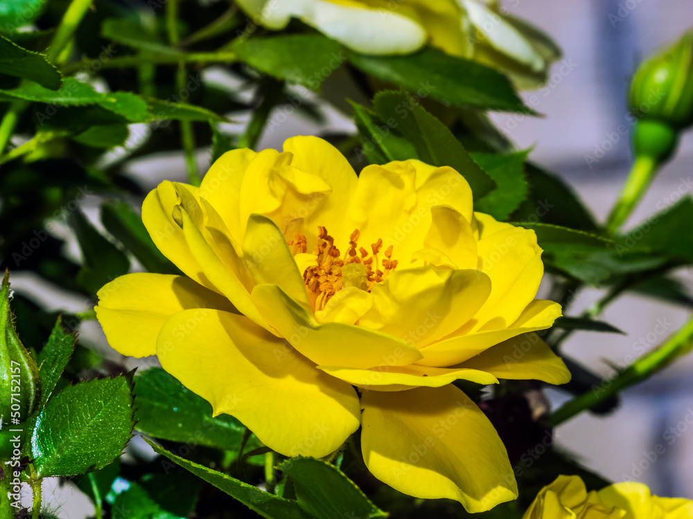 Obraz premium rose 23