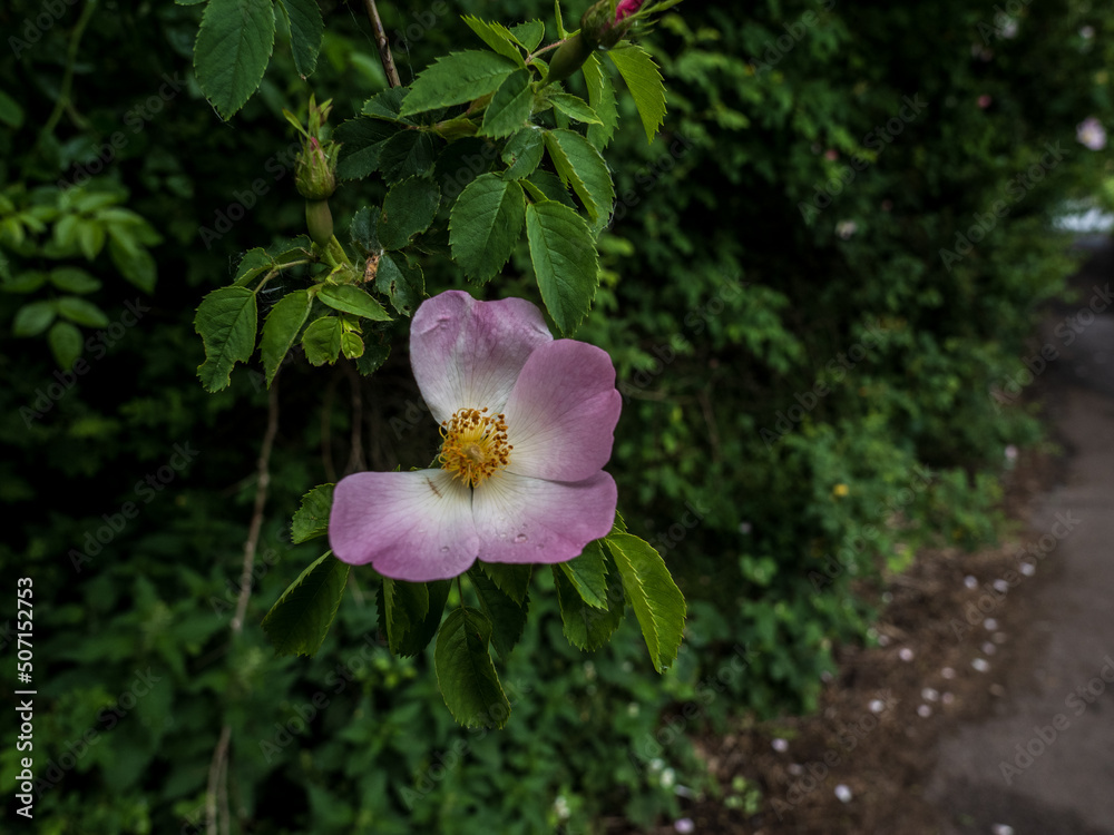 pink and white pink and white