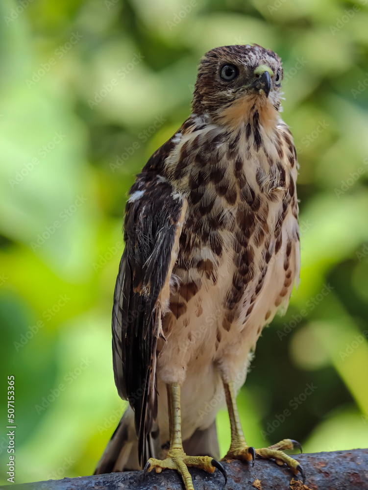 red tailed hawk red tailed hawk
