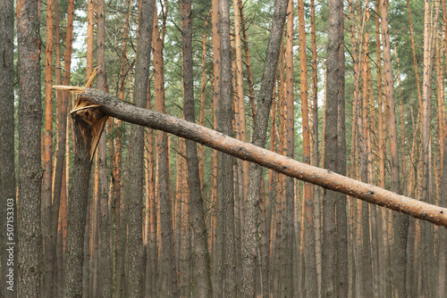 .Broken pine trunk on the background of the forest