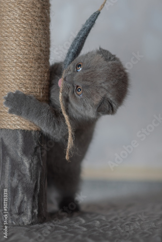 .A small gray kitten plays with a toy standing on its hind legs