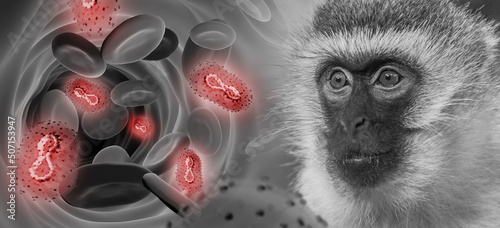 Monkeypox outbreak concept. Monkeypox is a viral zoonotic disease. Monkeypox outbreak, MPXV virus. The spread of the disease from wild animals. The virus flies around the monkey. photo