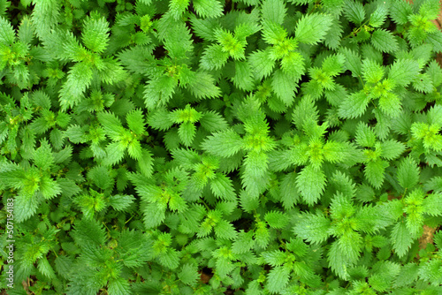 In nature grows stinging nettles (Urtica urens) photo