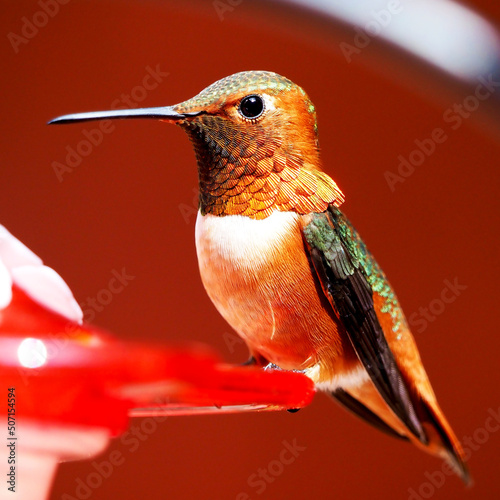 Rufous Hummingbird