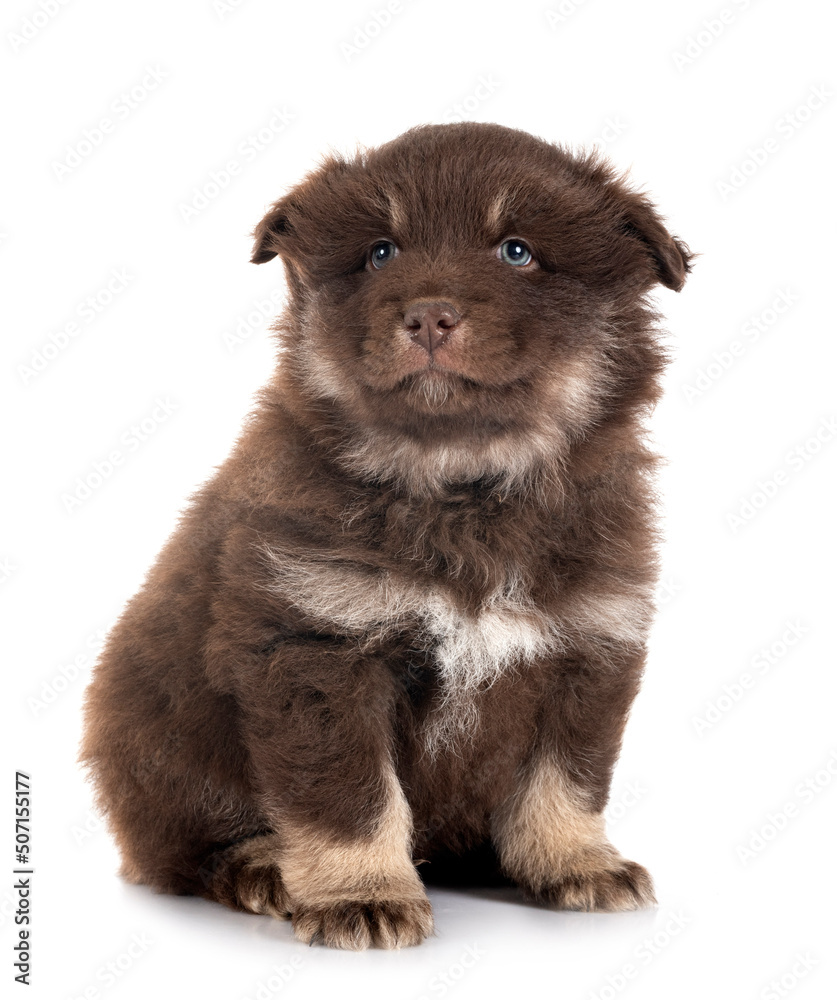 puppy Finnish Lapphund in studio puppy Finnish Lapphund in studio
