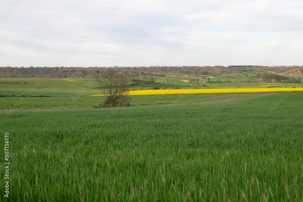 Obraz premium paisaje verde