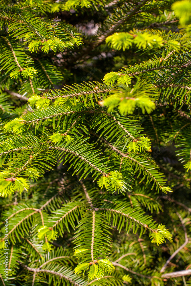 Fototapeta premium Spruce in sunlight. The young needles of the Christmas tree are bright green.