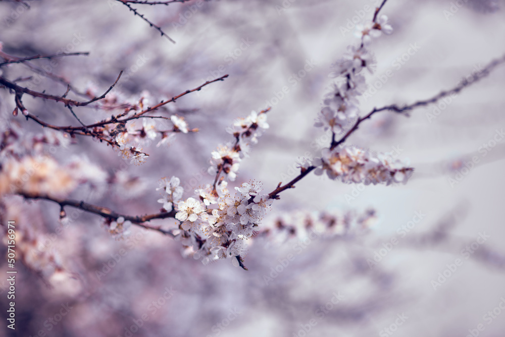 Blossoming apricot tree branches. Orchard. Spring landscapes. Nice smell. Blossoming apricot tree branches. Orchard. Spring landscapes. Nice smell.