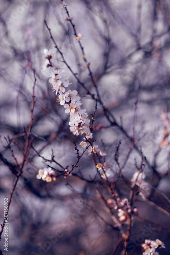 Blossoming apricot tree branches. Orchard. Spring landscapes. Nice smell.