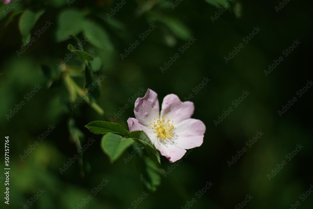 Blühende Hundsrose oder Hagebutte, Rosa canina Blühende Hundsrose oder Hagebutte, Rosa canina