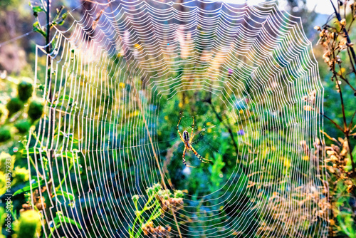 Close-up of a cobweb in a field. Photo processed in pastel colors