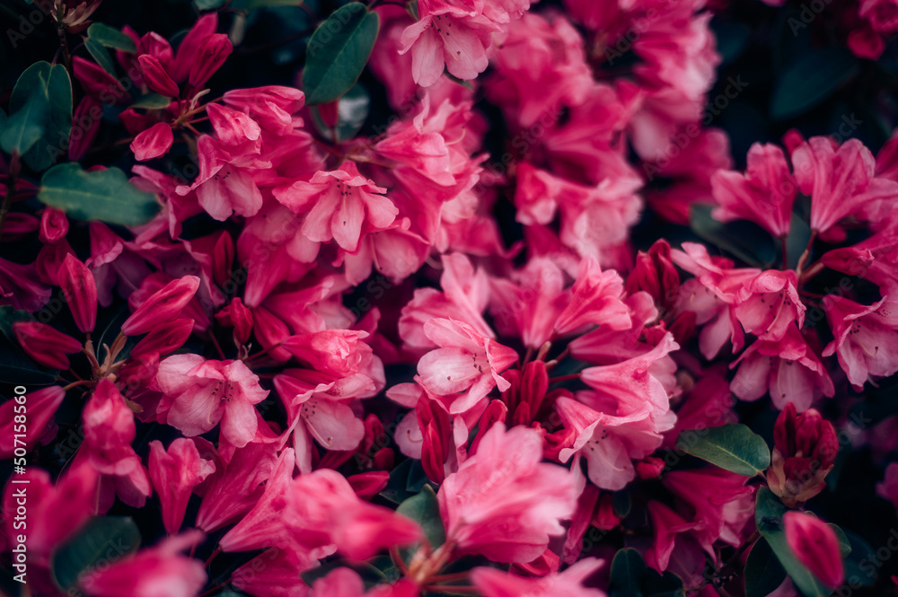 Beautiful Garden with blooming trees and bushes during spring time, Wales, UK, early spring flowering azalea shrubs