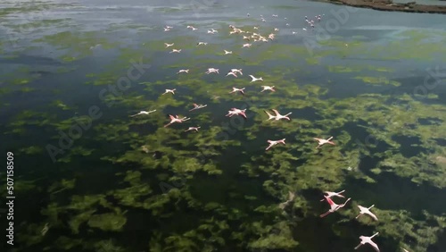  Flamingo, Group in Flight, Taking off from Water, Colony at izmir urban forest. High quality 4k footage
