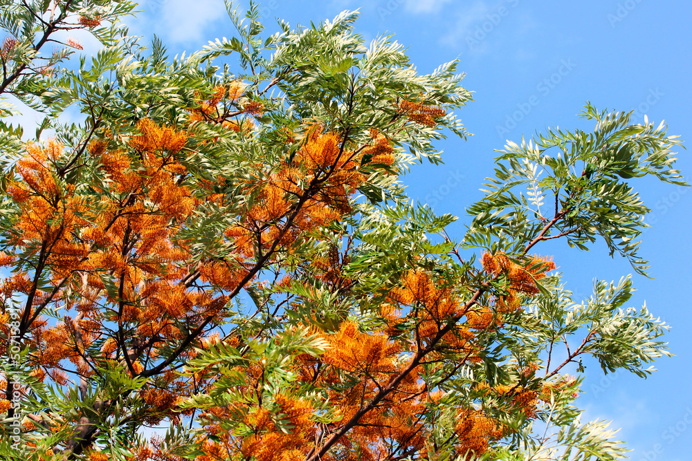 Grevillea robusta, or Silky oak tree in blossom at springtime
