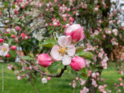 White and pink buds and blossoms of apple tree flowering in an orchard in spring. Branches full with flowers with open and closed petals. Floral scenery