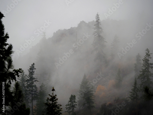 Misty Evergreen Forrest