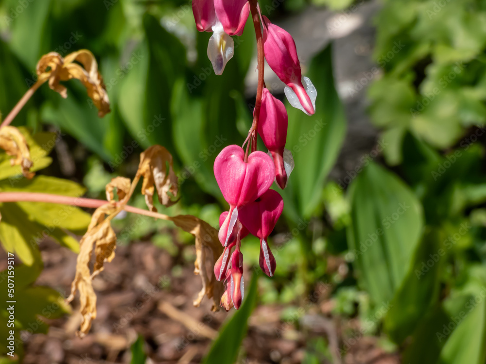 Blooms of the bleeding heart plant cultivar (Dicentra spectabilis) 'Gold Hearts'. Brilliant gold leaves and peach-colored stems, heart-shaped rose-pink flowers with white petals Blooms of the bleeding heart plant cultivar (Dicentra spectabilis) 'Gold Hearts'. Brilliant gold leaves and peach-colored stems, heart-shaped rose-pink flowers with white petals