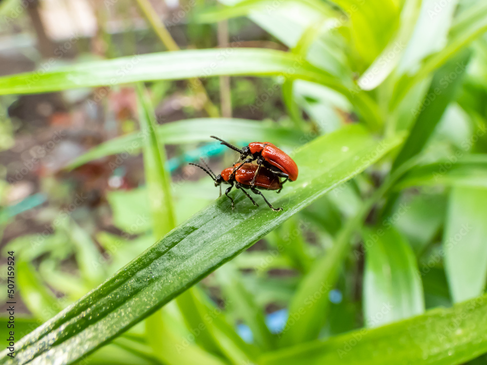 Macro shot of two adult scarlet lily beetle (Lilioceris lilii) pair mating on a green lily plant leaf blade in garden. Mating behavior of male crawling on top of female's back Macro shot of two adult scarlet lily beetle (Lilioceris lilii) pair mating on a green lily plant leaf blade in garden. Mating behavior of male crawling on top of female's back