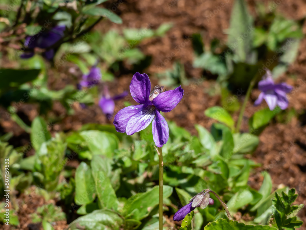 Macro shot of purple flowers of swamp violet (Viola uliginosa) flowering in the garden among green leaves in sunlight in spring Macro shot of purple flowers of swamp violet (Viola uliginosa) flowering in the garden among green leaves in sunlight in spring