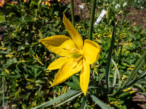 Fototapeta Naklejka Na Ścianę i Meble -  Close-up shot of scented, wild tulip or woodland tulip (Tulipa sylvestris) with bright, buttercup yellow flowers with a green rib running outside and pointed petals flowering