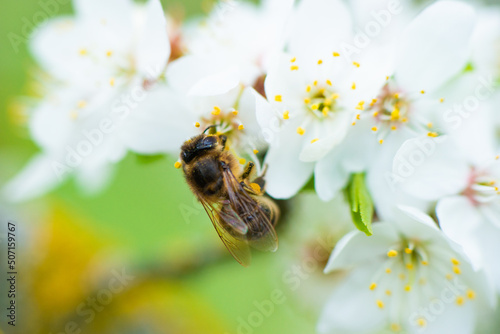 Close-up of a honey bee on a spring white cherry blossom © Yarkovoy