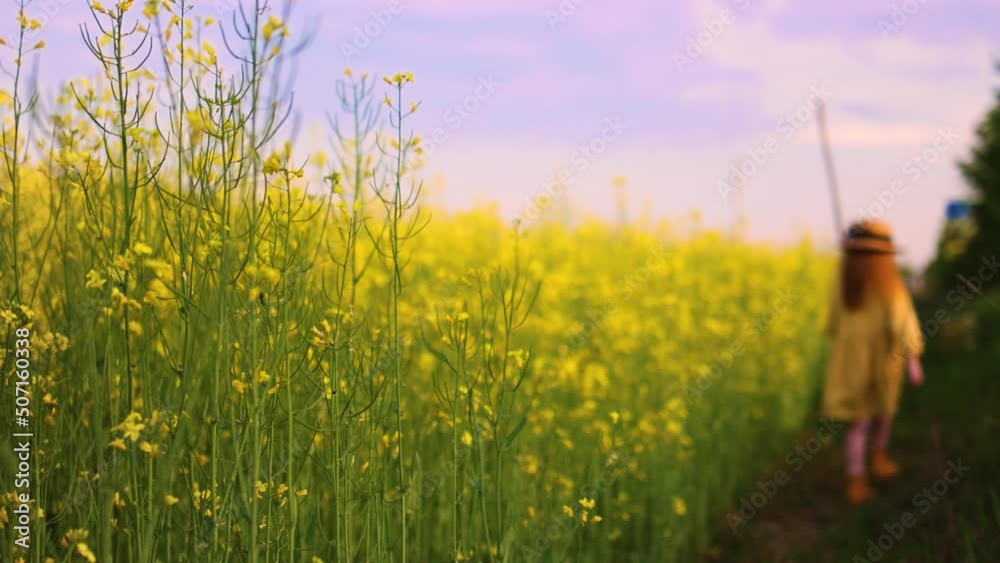 cute baby girl walking along the canola field on sunny countryside cute baby girl walking along the canola field on sunny countryside