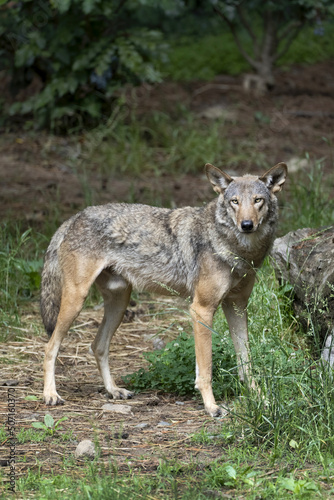 Fototapeta Naklejka Na Ścianę i Meble -  Male Red Wolf (Canis rufus) in forest