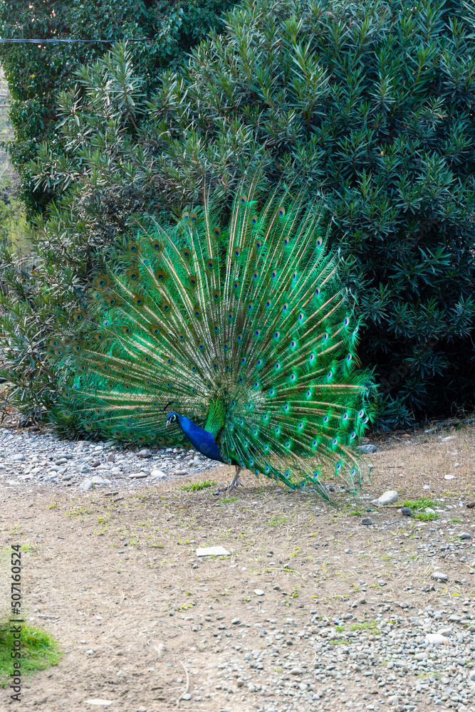 Obraz premium The peacock spread its beautiful tail in the bird's yard. The fairy-tale firebird peacock.