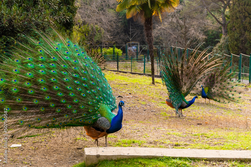 Obraz premium The peacock spread its beautiful tail in the bird's yard. The fairy-tale firebird peacock.