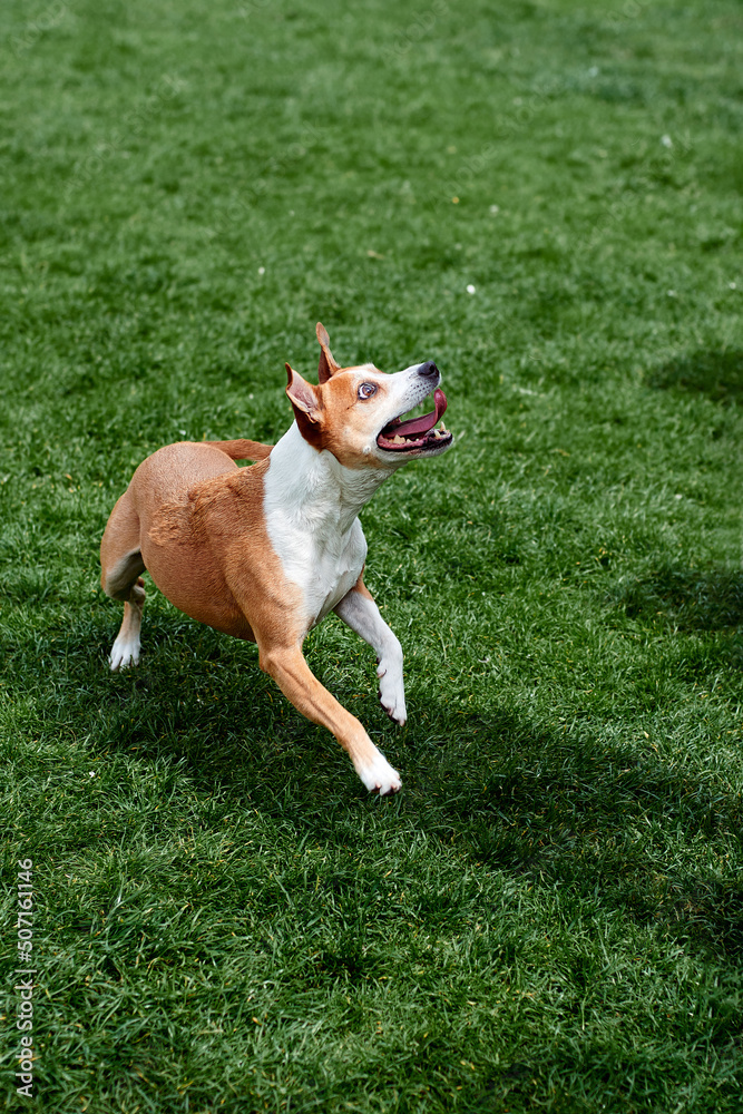 A young white dog jumps behind a stick that the owner holds out. A dog jumping in front of a lawn. Jack russell staff cross.