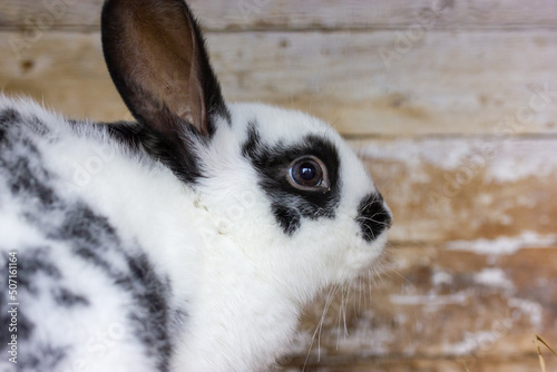 White and black hare sitting against wooden wall. Poor animal to experiment, testing cosmetics on animals. Domestic rodent on eco farm. Cute sad bunny cooped up like a prisoner. Animal in contact zoo.