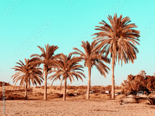 Fototapeta Naklejka Na Ścianę i Meble -  Topical landscape, palm trees on summer beach on blue sky background