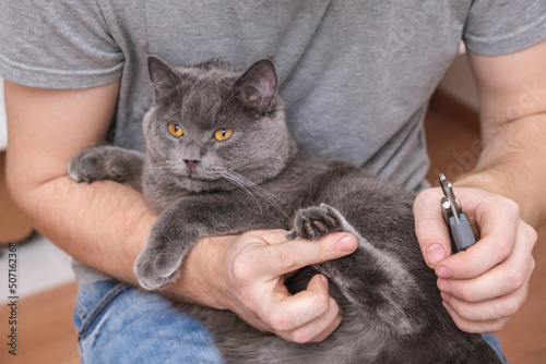 A man cuts the claws of a young gray cat with a claw cutter. Chartreuse resists.