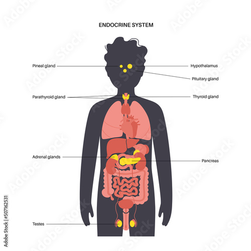 Human endocrine system