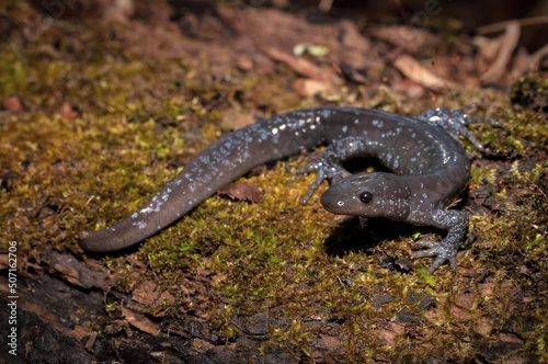 Jefferson Unisexual Salamander macro portrait  photo