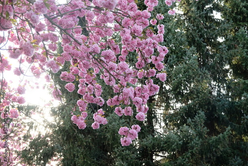 FU 2020-04-16 Kirsch 117 Am Baum wachsen rosa Blüten