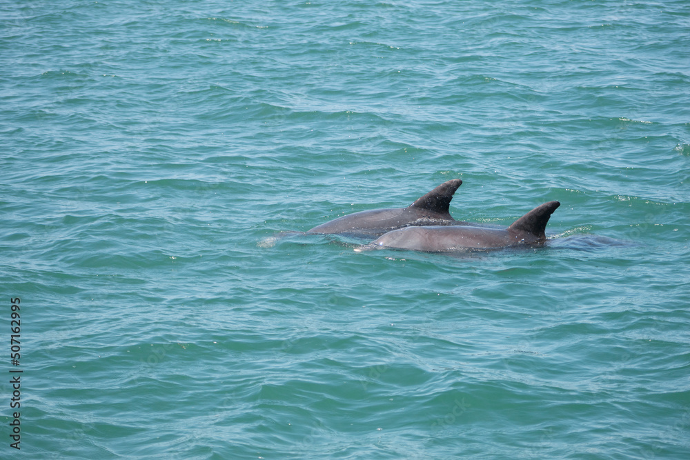 Fototapeta premium Two dolphins in the ocean