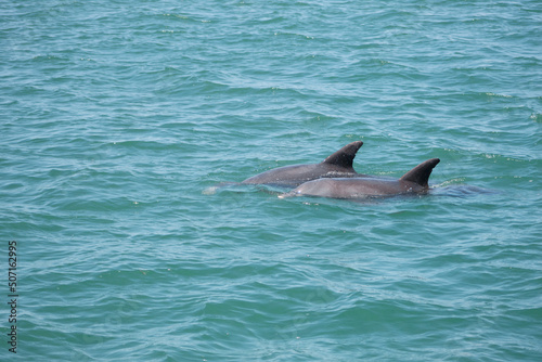 Two dolphins in the ocean