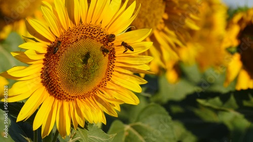 Honey bee and flower. A lot of bees collecting pollen on yellow sunflower. Provence in France. Slow motion