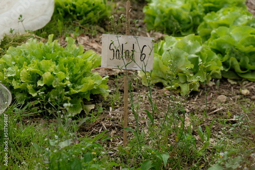 FU 2020-07-14 Ernte 140 Im Beet wächst Salat