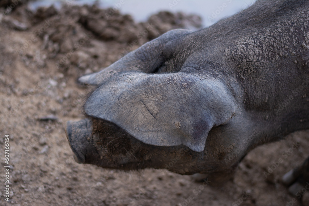Naklejka premium snout black pig from mallorca on dark ground , concept selective focus