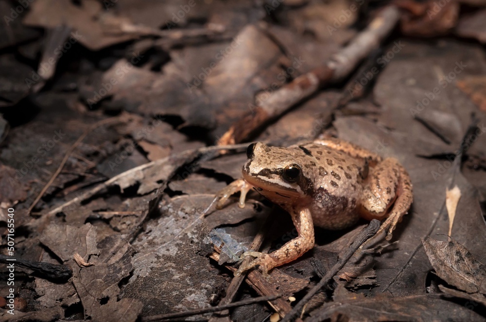 Naklejka premium Western chorus frog macro portrait