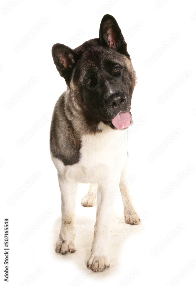 Japanese Akita standing in a studio isolated on a white background