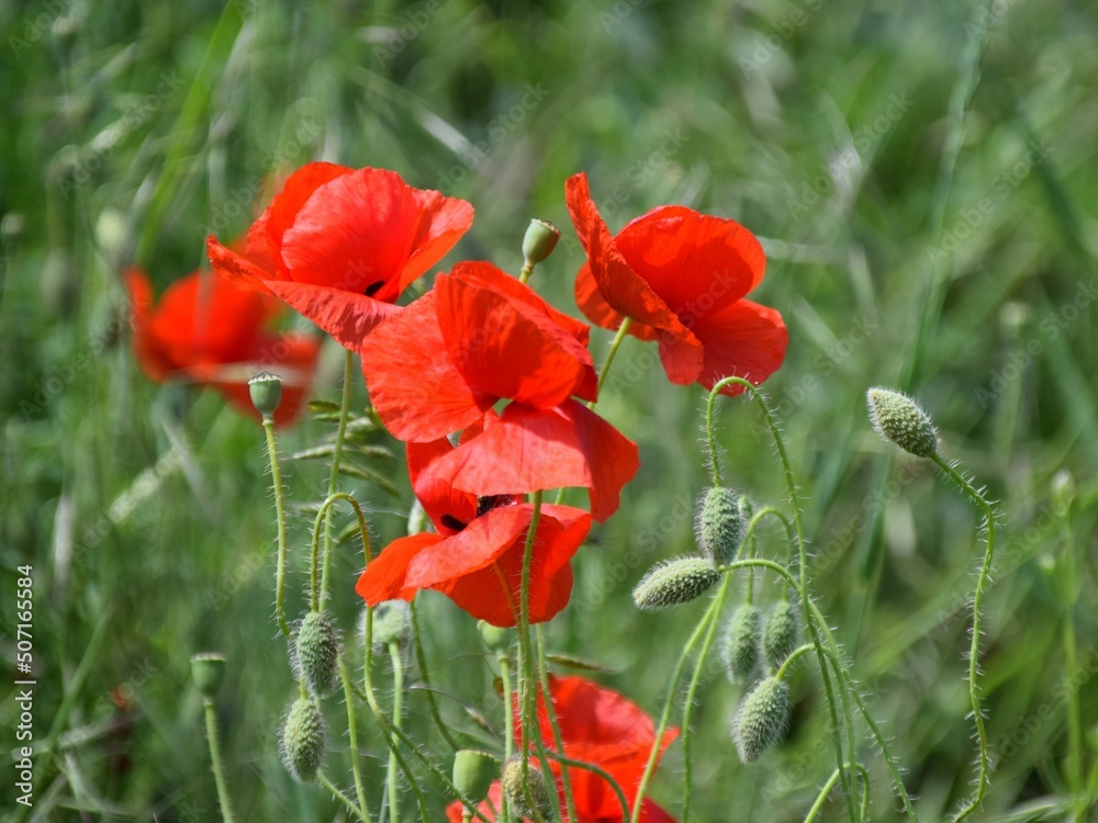Fototapeta premium red poppy flower