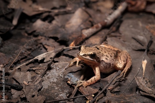 Foto Western chorus frog macro portrait