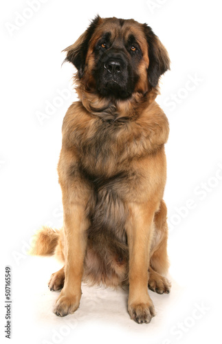 Leon Berger dog sitting isolated on a white background